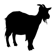 gallery/black goat